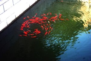 青水を食べる