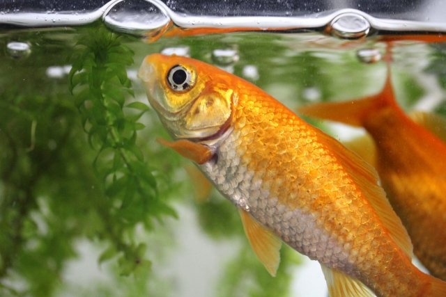 金魚を大きくしっかりと育てたい時におすすめの餌と飼育方法