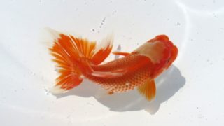 大型化する金魚の種類と飼育環境・餌