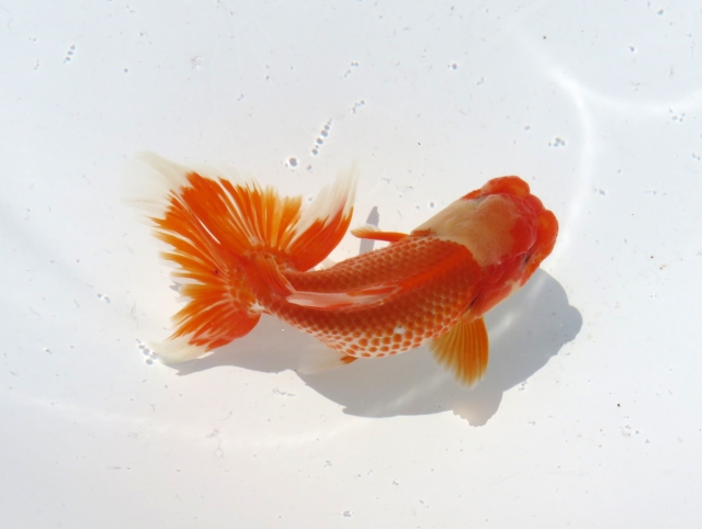 大型化する金魚の種類と飼育環境・餌