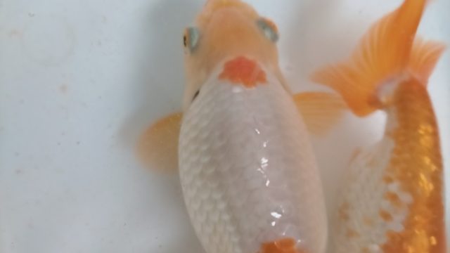 室内飼育の金魚の冬支度