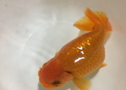 金魚の遺伝
