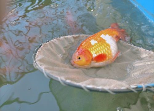 金魚の長期飼育で見れる親魚の魅力