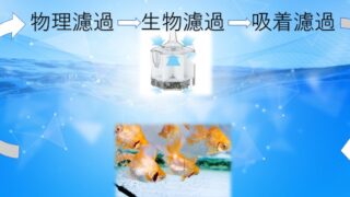 水作エイトとロカボーイの違いのまとめ 金魚の壺