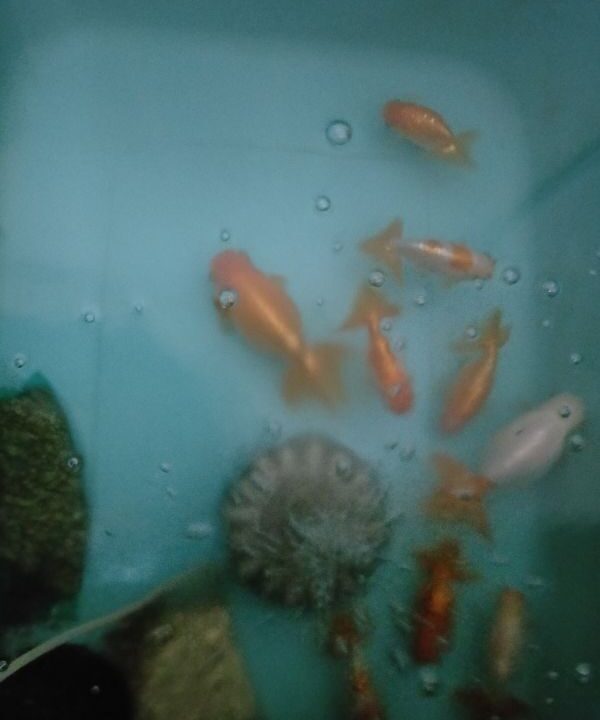 室内 屋内で金魚を冬眠させる 金魚の壺