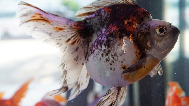 低タンパク質の金魚の餌のおすすめ 金魚の壺