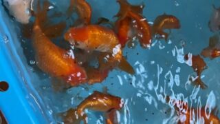 冬の金魚の餌やりと低水温専用のおすすめの餌 金魚の壺