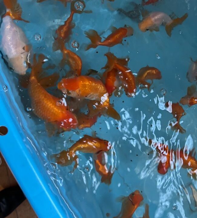 金魚の餌やりの注意点 基本から季節に合わせた餌の与え方とは 金魚の壺